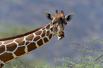 African Giraffes