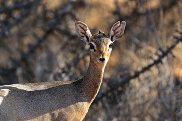 Dik-dik wild goat