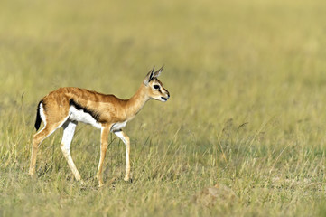 Grant Gazelle