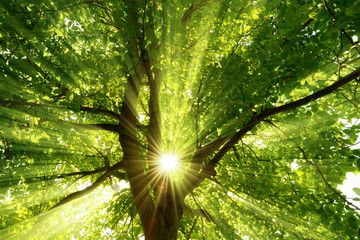 Obraz premium Słońce eksploduje przez drzewo