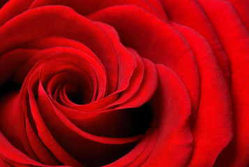 Ausschnitt einer schönen rote Rose