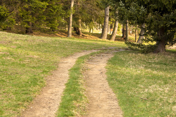 rural road into the forest