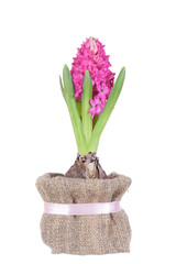 Pink Hyacinth isolated on white background