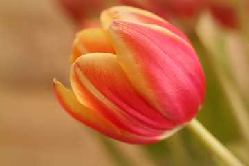 Tulpe