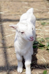 Obraz premium 仔山羊