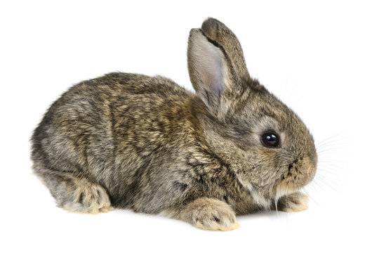 little rabbit isolated on white background