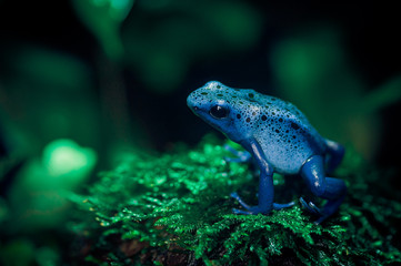 Grenouille azur