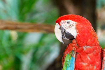 Parrot macaw.