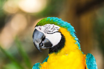 Parrot macaw.