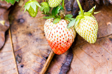 growing fresh strawberry