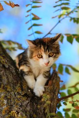 Naklejka na ściany i meble Tabby Cat sitting on a tree