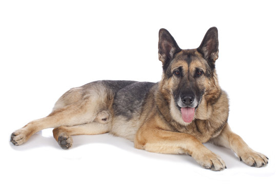 Alter deutscher Sch&auml;ferhund liegend - Portrait auf wei&szlig;
