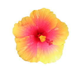 a orange hibiscus flower