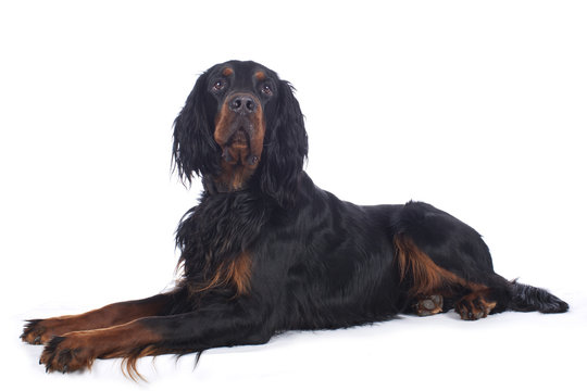 Gordon Setter liegt isoliert