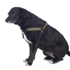 Älterer Hund mit Übergewicht sitzt auf weiß - isoliert