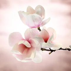 Rolgordijnen magnolia © magdal3na