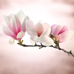 Deurstickers magnolia © magdal3na