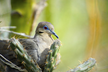 Fototapeta premium white-Winged Dove