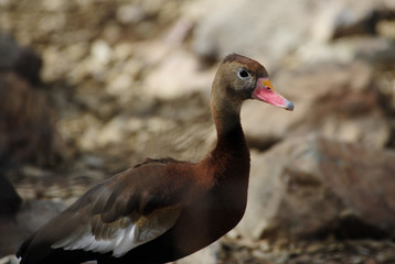 Black Bellied Whistling Duck