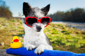 summer love dog
