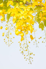 Golden shower tree (Cassia fistula)