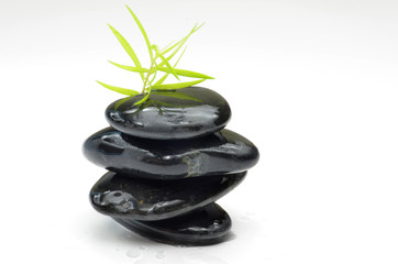 Green plant with black stones