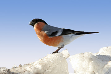 Bullfinch male on spring background