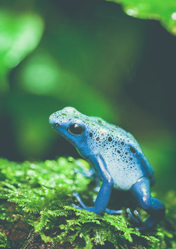 Okopipi Bilder Durchsuchen 71 Archivfotos, und Videos