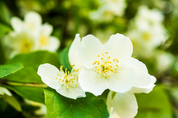 jasmine white flower