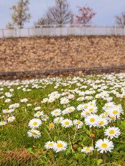 Daisies on a field