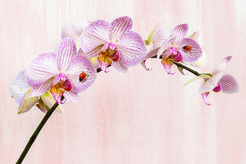 Pink orchid with ladybirds on a pink background.