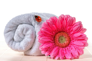 Obraz na płótnie Canvas Pink gerbera with ladybird on a towel.