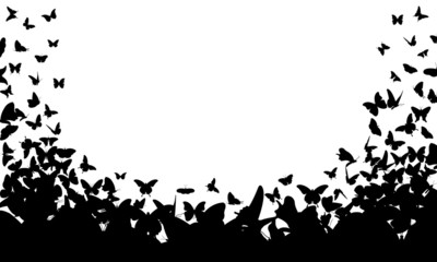 butterflies