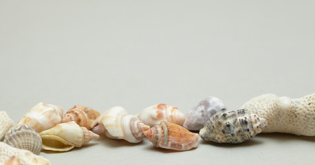 frame made ​​of shells