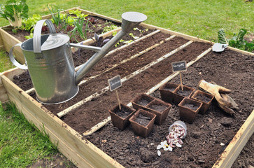 semis dans carré potager