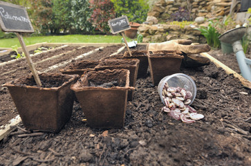 semis dans pots biodégradables