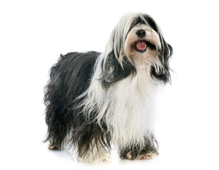 Tibetan terrier