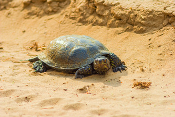 turtle on a sand