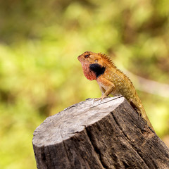 Brown lizard,tree lizard