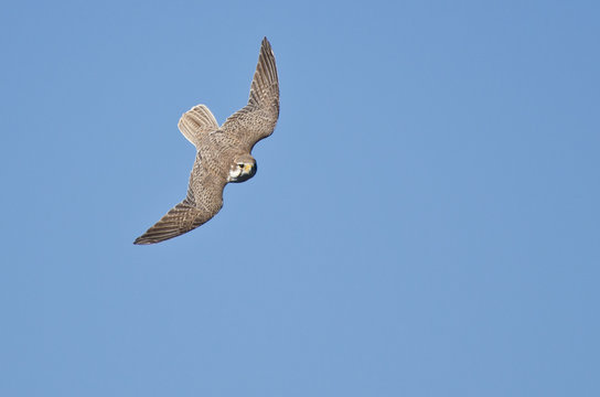 Peregrine Falcon Hunting on the Wing