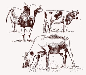 cow. animal husbandry. set of vector elements