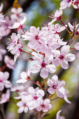 Fototapeta na wymiar Pink cherry flowers
