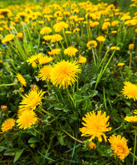 Meadow full of dandelion flowers