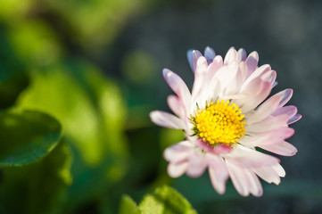 Beautiful pink flower in the garden