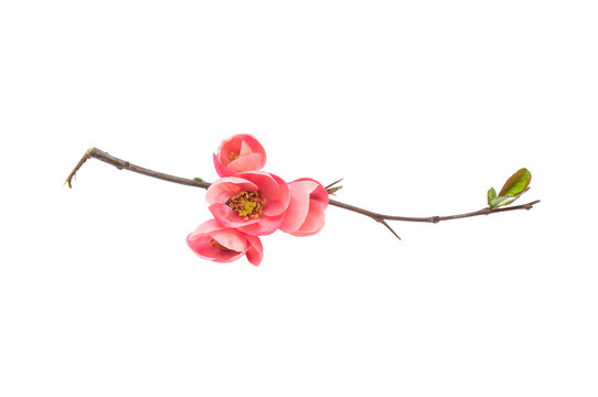Japanese quince branch blossom isolated on white