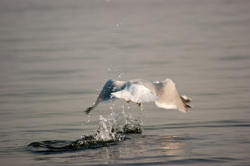M&ouml;we beim Abflug