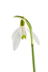 Fototapeta premium Common snowdrop