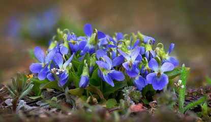 Hairy Violet