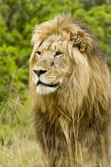 Male lion portrait
