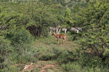 Impala with zebras